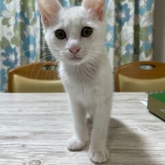 【募集】人懐こい白の子猫（生後2～3か月）