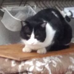 新品　ヨコハマ　サマータイヤ155/65R13　4本セット アマゾン ヤフオクより安い！