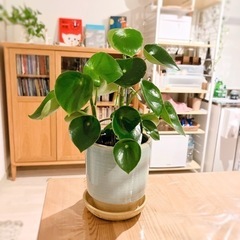 ペペロミアジェイド　土植え　ビニールポット　希少種