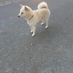 迷い犬　白い中型犬　沖縄市比屋根