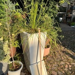 アガベジェミニフローラ 大株 ※値下げしました※