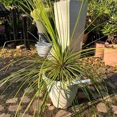 アガベジェミニフローラ 大株 ※値下げしました※