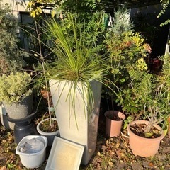 アガベジェミニフローラ 大株 ※値下げしました※