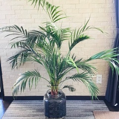 大型 高さ共に約140cm 観葉植物 ハイドロカルチャー アレカヤシ