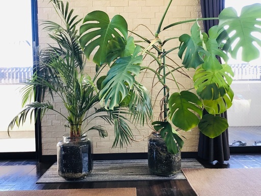 大型　高さ共に約140cm 観葉植物　ハイドロカルチャー　アレカヤシ\u0026モンステラ　黒炭使用