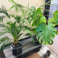 大型 高さ共に約140cm 観葉植物 ハイドロカルチャー アレカヤシ