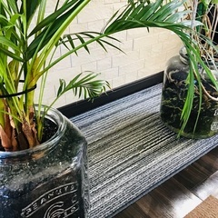 大型 高さ140cm 観葉植物 ハイドロカルチャー モンステラ 黒炭使用