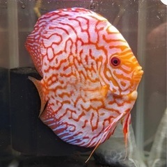 レッドピジョンディスカス 約13～14cm たぶんオス