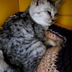 生後１ヶ月半♀子猫ちゃん − 青森県