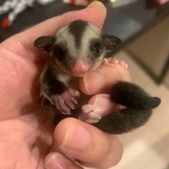 フクロモモンガ里親募集 − 栃木県