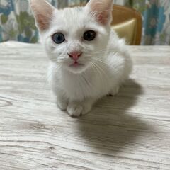 【募集】オッドアイの人懐こい白の子猫（生後2～3か月）