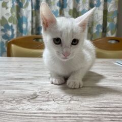 【募集】可愛い顔の人懐こい白の子猫（生後2～3か月）