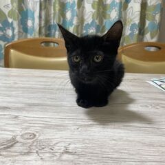 【募集】人懐こい黒の子猫（生後2～3か月）