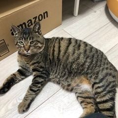 動画あり★エイズキャリア・キジトラ・雄猫★年齢性別不問 