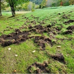 【宇都宮)猪、鹿(イノシシ、シカ)の駆除(有害鳥獣駆除)致します