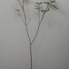庭木　観葉植物　シマトネリコ　約160cm