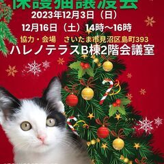 12/3（日）ハレノテラス保護猫譲渡会【さいたま市】