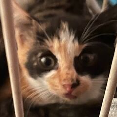 子猫2ヶ月ぐらい三毛猫です。