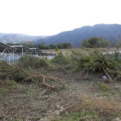 【徳島県三好市三野町になります。】雑木を差し上げます。