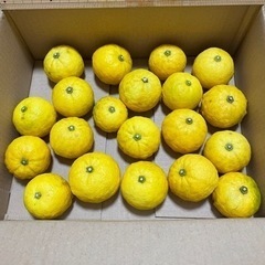 【お話し中】20個　無農薬　柚子　柑橘　フルーツ