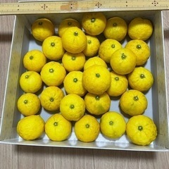 【お話し中】まとめ売りの柚子　30個