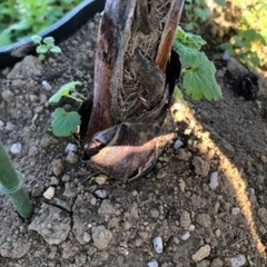 希少ヤシ　ブラヘア　アルマータ