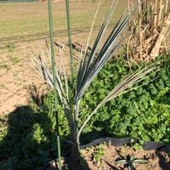 希少ヤシ　ブラヘア　アルマータ