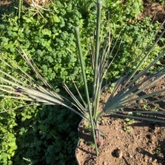 希少ヤシ　ブラヘア　アルマータ