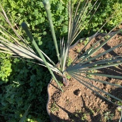 希少ヤシ　ブラヘア　アルマータ