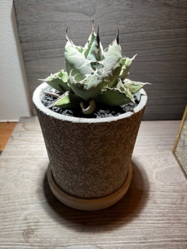 アガベ　agave チタノタ　ブラック\u0026ブルー　大株