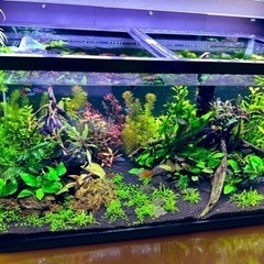 90センチ水草水槽