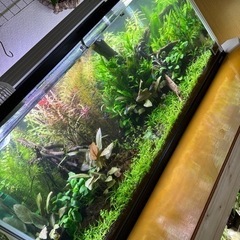 90センチ水草水槽