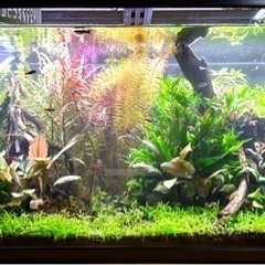 90センチ水草水槽