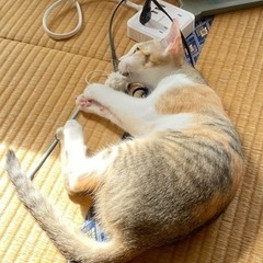 パステル縞三毛ののんちゃん - 猫