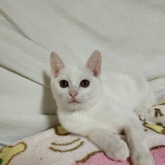 3ヶ月の白猫(女の子)
