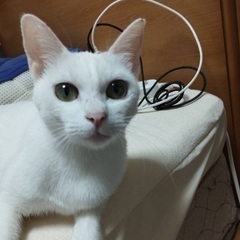 約一歳の白猫(女の子)
