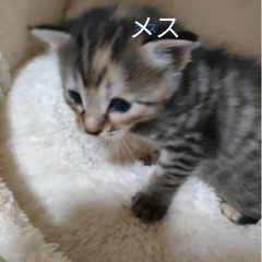 【宮城】キジトラ4匹里親募集【登米】 - 猫