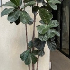 カシワバゴムノキ　観葉植物