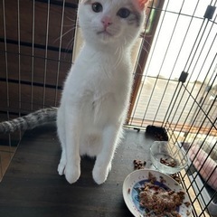 去勢済み 猫くん♡ 飼い主不在確認済 − 茨城県