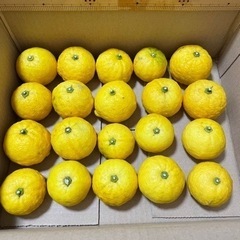 【お話し中】①ゆず　無農薬　柚子　柑橘　フルーツ
