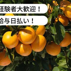 【日払い】みかんの収穫等のお仕事！【単発/短期求人】