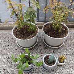 【まだあります】山椒サンショウ3本　とサボテン　鉢植え