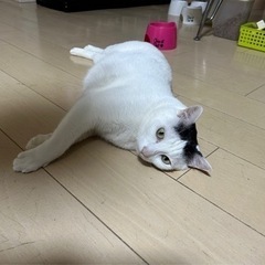 里親募集！猫♂6歳