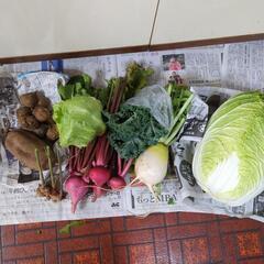 【お取引決定済み】白菜と里芋と野菜