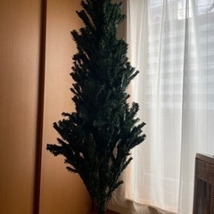 クリスマスツリー🌲