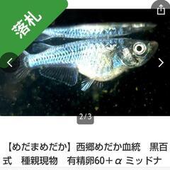 黒百式メダカ稚魚今週で終了します