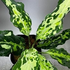 アグラオネマ ピクタム トリカラー 観葉植物 熱帯植物