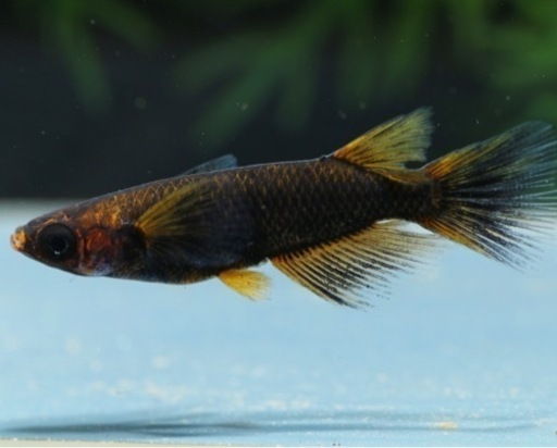現物販売！　五式タイプR RLF 1ペア　若魚！