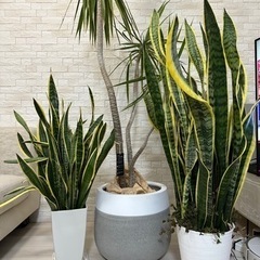 観葉植物/ドラセナコンシンネ