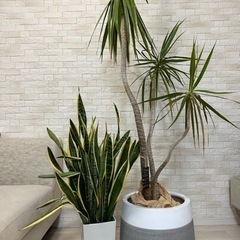 観葉植物/ドラセナコンシンネ